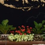 Jokowi